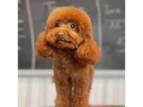 Kore teacup poodle yetişkin erkek