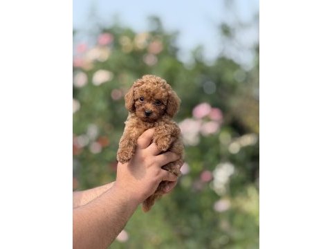 Aşılı çiş eğitimli toy poodle bebekler 