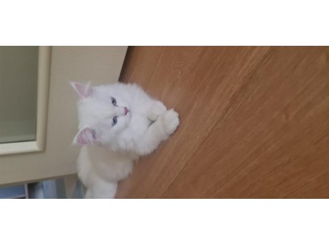 3--4 aylık chinchilla beyaz yavrular
