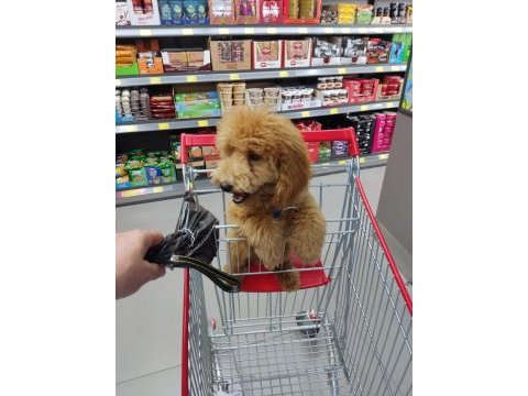 Erkek toy poodle