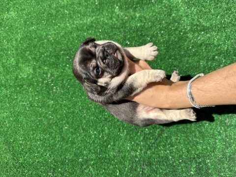 Şecere belgeli french bulldog yavrular