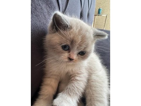 42 günlük british shorthair