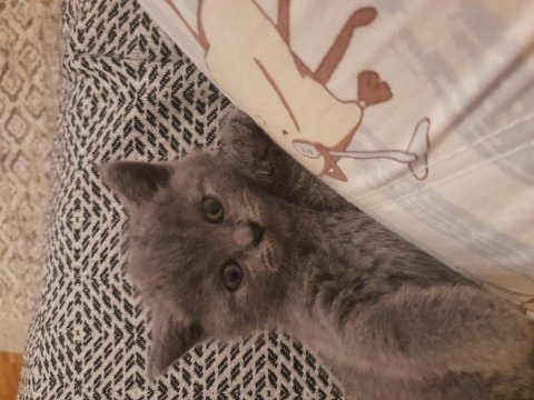 16 şubat doğumlu british shorthair