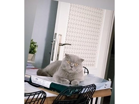 İki yaşındaki scottish fold oğlumuza ömürlük yuva arıyoruz