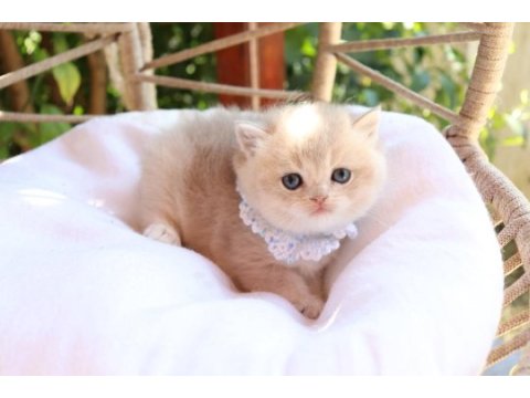 Safkan blue golden erkek yavru kedimiz