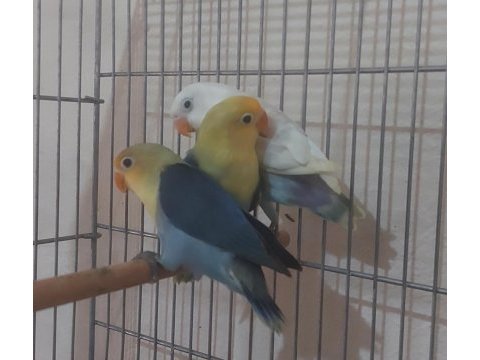 Yeme düşen bebek papağanlar