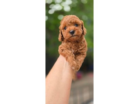 Toy poodle köpekleri