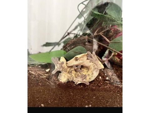 Crested gecko subadult
