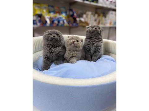 Büyüleyici güzellikte top kafa lilak scottiş fold