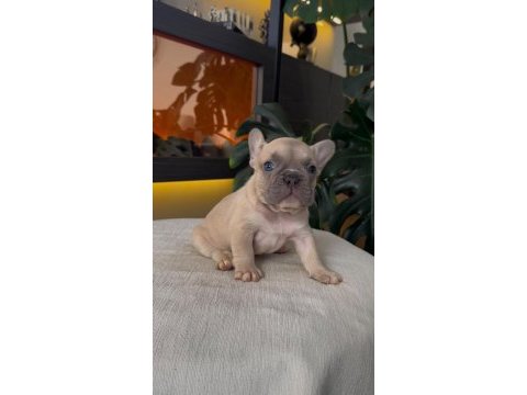 Rezerveye açık egzotik french bulldog safkan yavrularım