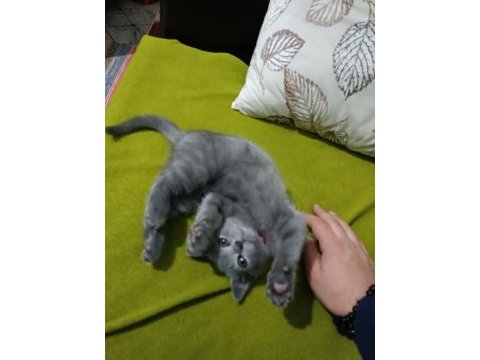70 günlük british shorthair dişi yavru