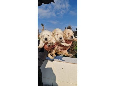 Safkan golden retriever yavruları ücretsiz değildir