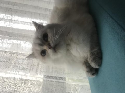 1 yaşında dişi british shorthair