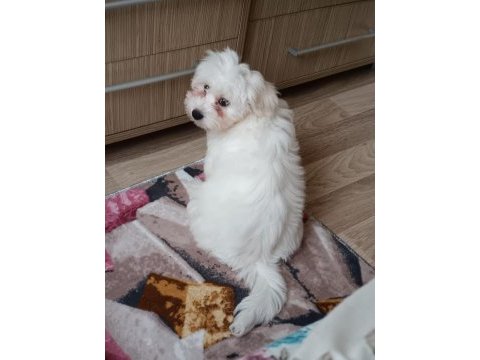 Maltese terrier 8 aylık