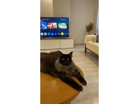 Koleksiyonluk black smoke maine coon nadır renk