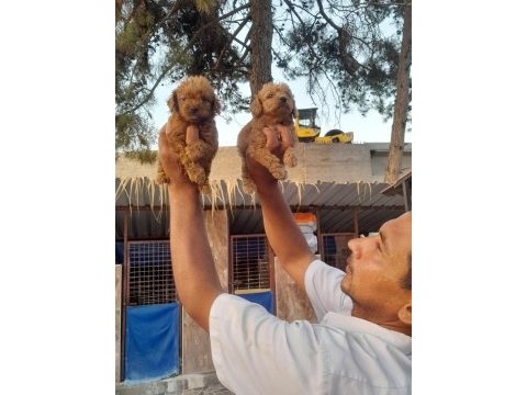 Toy poodle yavrularımız bir birinden güzel
