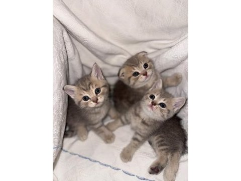 Çok sevimli british shorthair ve scottish fold yavrular
