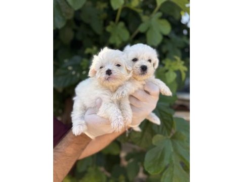Sevimli pamuk maltese terrier