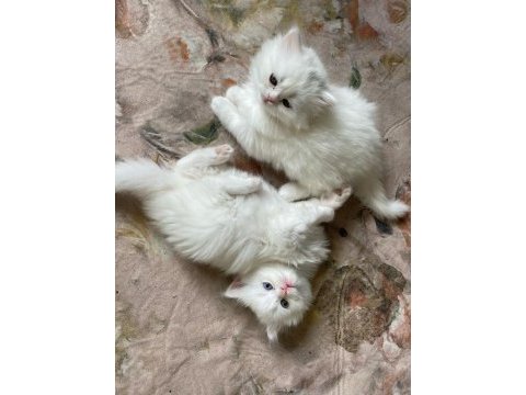 Scottish fold kedimizi sahiplendirme