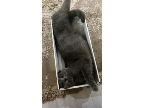 Scottish fold kısırlaştırılmış dişi