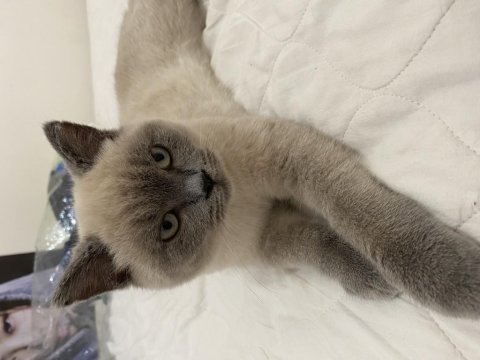 Bluepoint yavrumu sahiplendiriyorum british shorthair