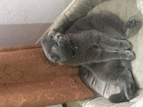 Yer sıkıntısından dolayı acil british shorthair