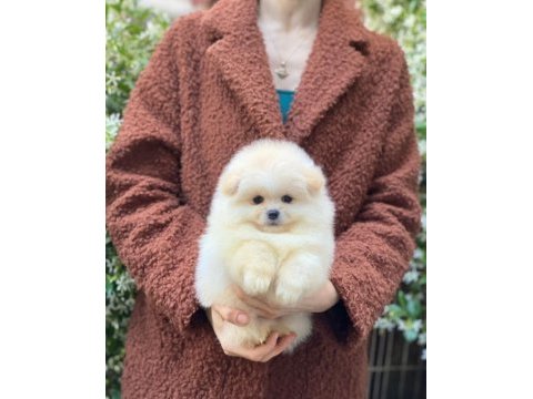 Orjinal pomeranian