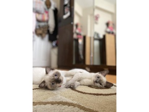 Acil sahiplendirme british longhair