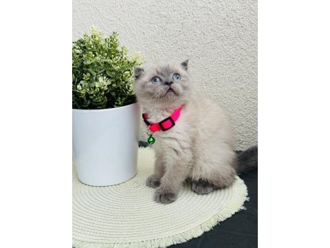 Scottish fold bluepoint