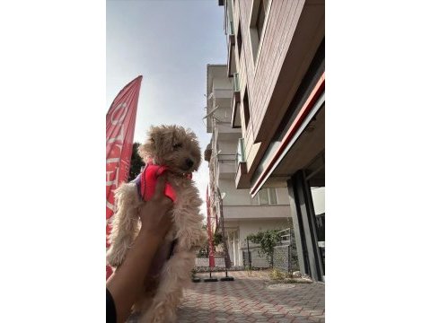 3 aylık dişi maltipoo