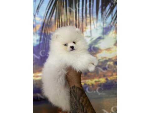 Irk sağlık garanti pomeranian