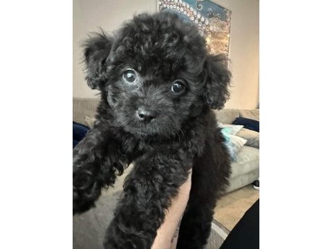 Yavru toy poodle bebekler