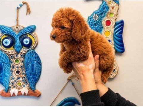 Orjinal red toy poodle yavru erkek dişi yavru 2 aylık