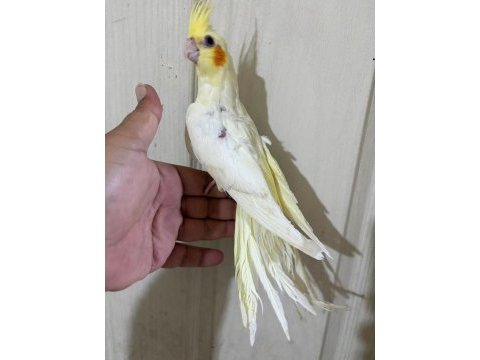 60 günlük kusursuz lutino bebek sultan papağanı