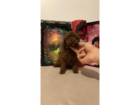 Toy poodle kore kanı ırk garantili