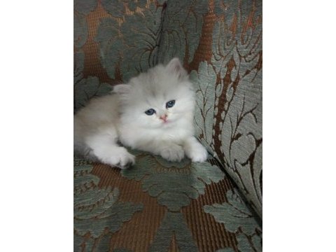 Son bir dişi pamuk british longhair