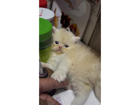 Chinchilla yavru kediler iki aylık