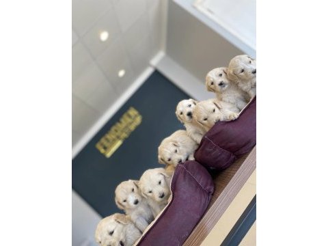 Bebek yüz  toy poodle yavrular ankara mağazamızda görn