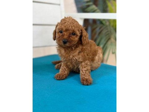 Minnacık toy poodle yavrularım