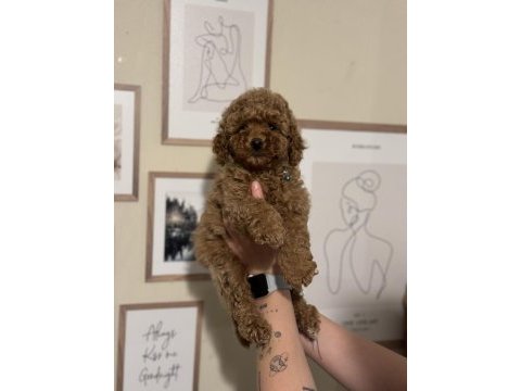 Irk ve sağlık garantili orjinal toy poodle
