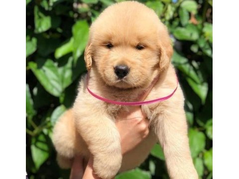 Golden retriever cinsi yavrularımız