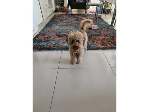Toy poodle tüm aşıları tam