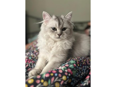 British longhair kızımıza yeni yuva