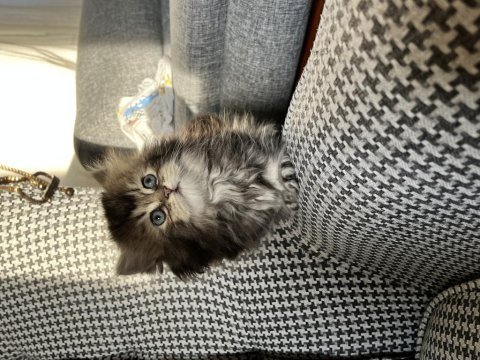 British longhair özel renk