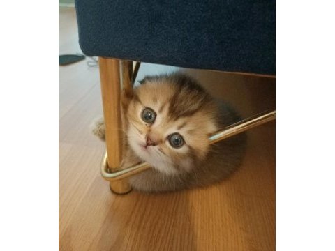 Black golden sıfır kulak dişi scottish fold yavrular
