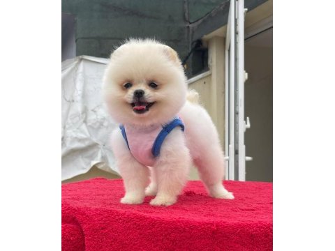 Pomeranian boo