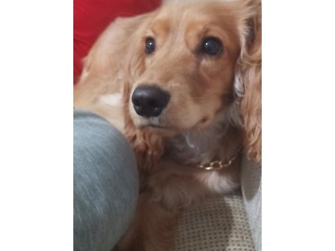 English cocker