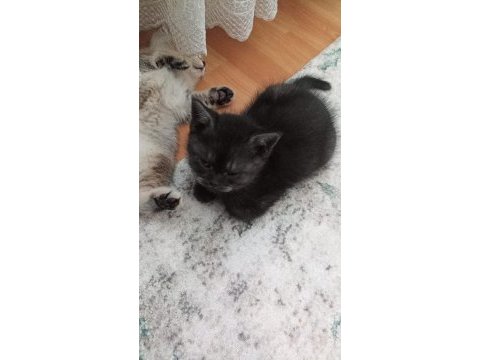 British shorthair 40 günlük