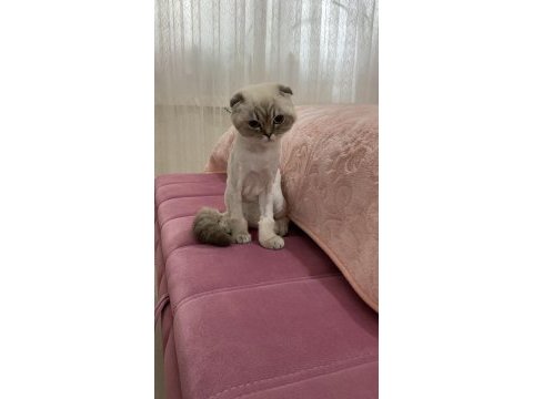 3 yaşında scottish fold 3 gün önce çiftleştirdim