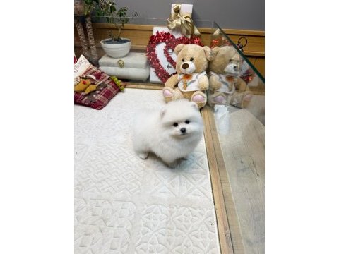 Kaliteli basık burun teacup pomeranian yavrular